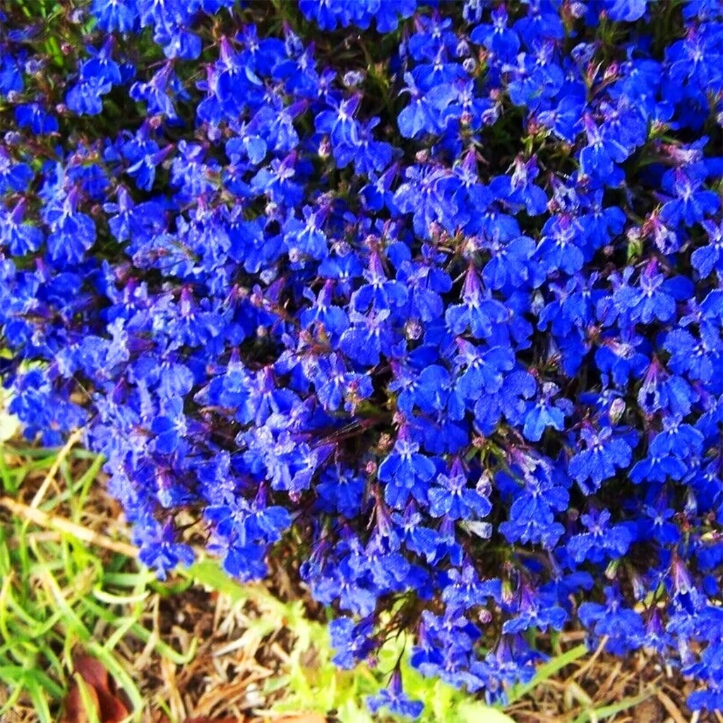 20000-magic-blue-creeping-thyme-seeds-fo-2.jpg