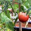200-pcs-plastic-trellis-plant-support-cl-6.jpg