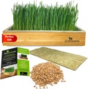 Self-Watering Cat Grass Kit. Hands Down The Easiest Way to Grow Cat Grass. Includes Everything for a Big, Healthy Crop.
