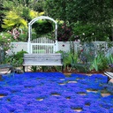 20000+ Magic Blue Creeping Thyme Seeds for Planting Ground Cover Plants Heirloom Flowers Perennial Thyme Non-GMO Thymus Serpyllum Seed